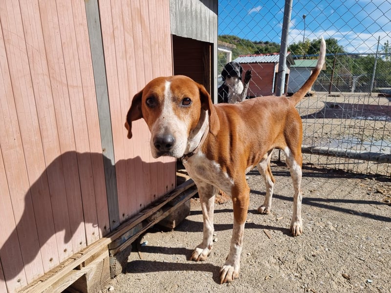 Carlo- Ein echter Seelenhund auf der Suche nach Geborgenheit