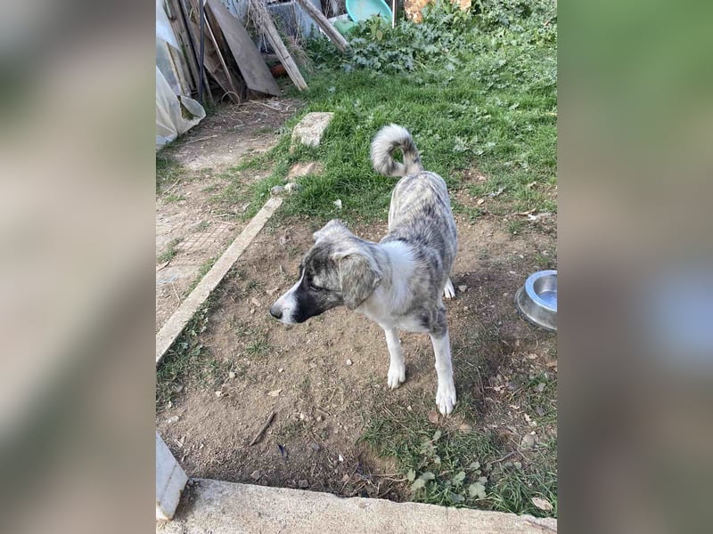 Lili sucht ihr Für-immer-Zuhause!