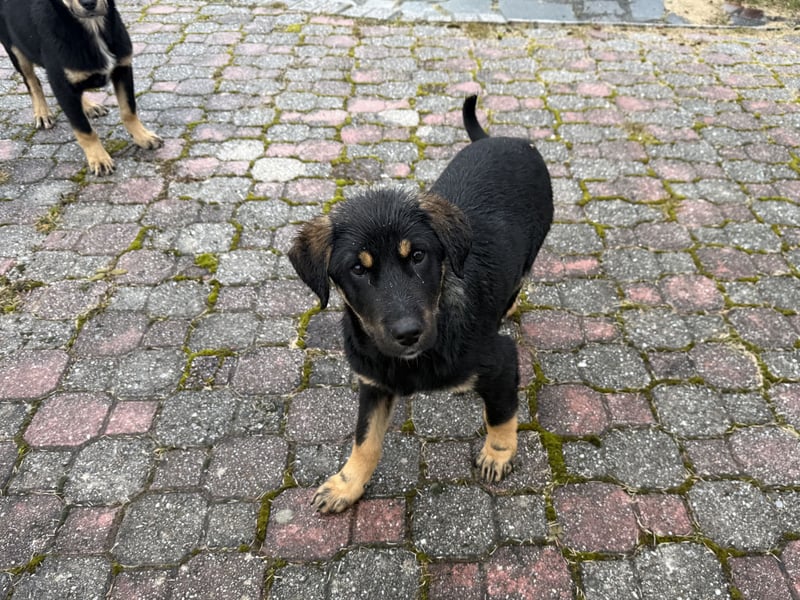 River sucht sein Für-Immer-Körbchen