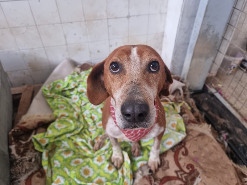 Carlo- Ein echter Seelenhund auf der Suche nach Geborgenheit