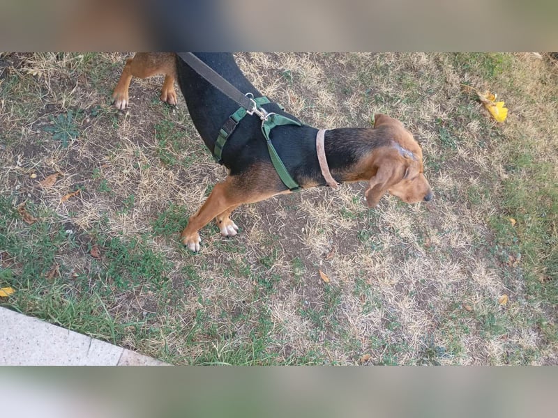 Malou - sanfte Hundedame mit viel Liebe im Gepäck!