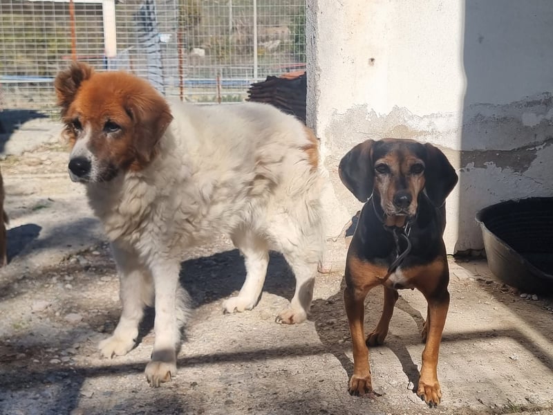 Laika, ein Herz aus Gold, sucht ihren Menschen