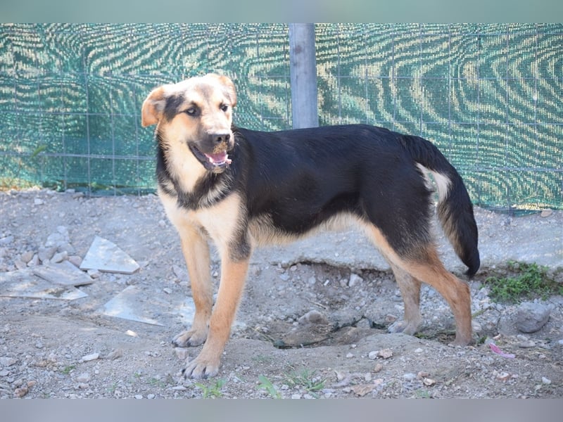 Roky - auf der Suche nach Geborgenheit