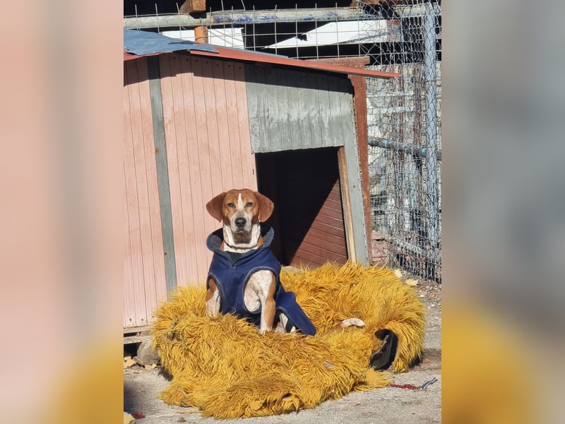 Carlo- Ein echter Seelenhund auf der Suche nach Geborgenheit
