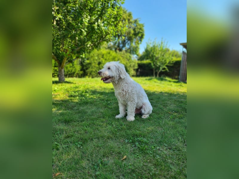 Dobby – sucht Menschen mit Hundeerfahrung und einem großen Herzen