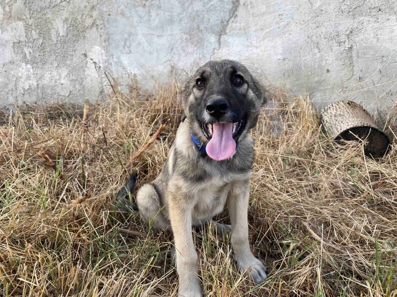 Bobos - ein lieber Schatz