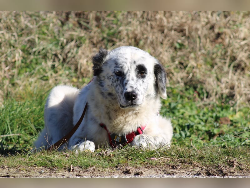 Pippa - wundervolle und zurückhaltende Hündin sucht ein Zuhause