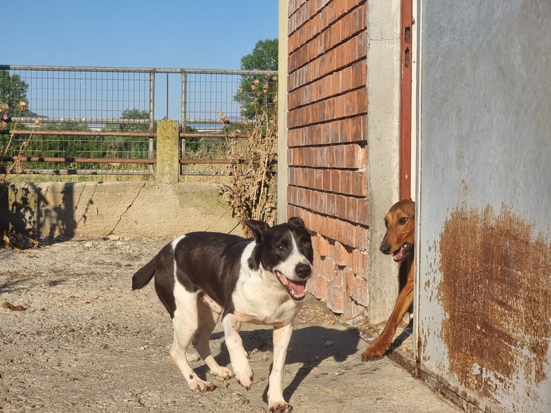 Kuschelprofi mit Abenteuerlust - das ist Jack!