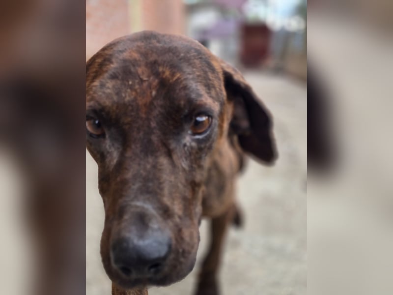 Django – vom Straßenhund zum Hoffnungsträger