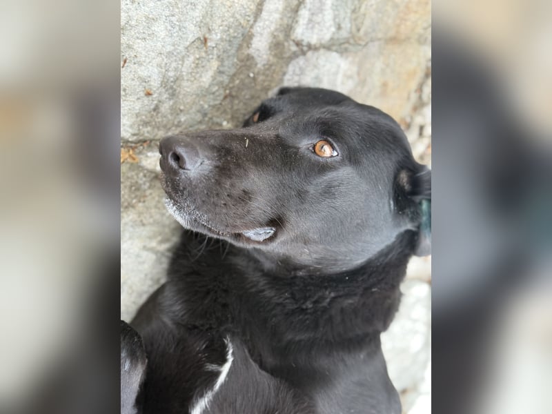 Velvet - ein Hundeherz aus Gold