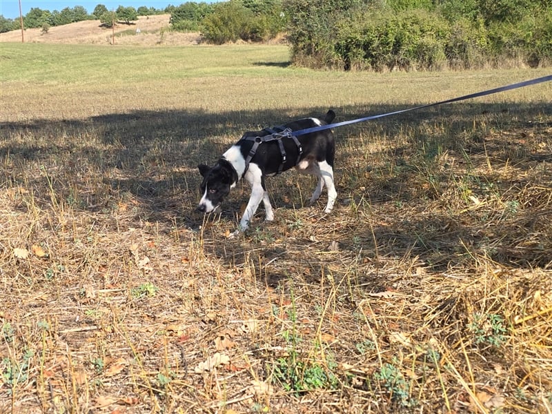 Jack - Lebensfreude pur trotz Handicap