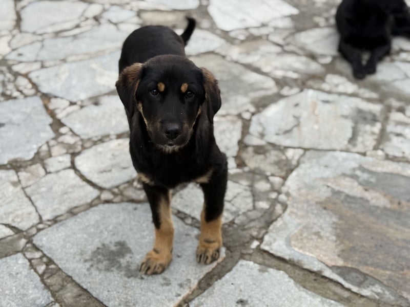 River sucht sein Für-Immer-Körbchen