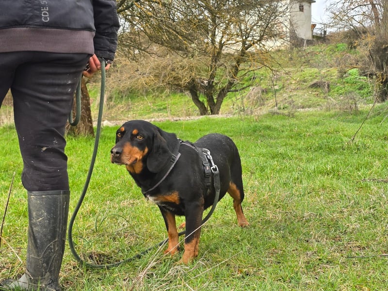 Lisa - liebe kleine Jagdhunddame sucht Dich