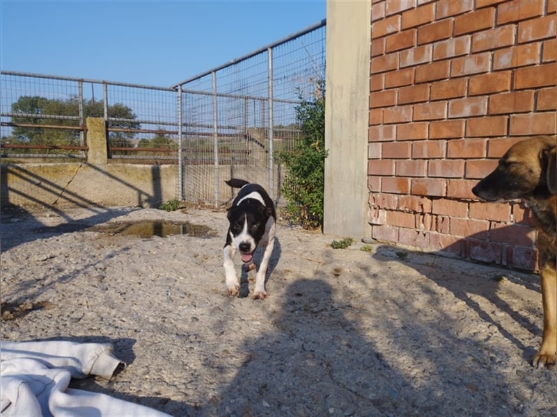 Jack - Lebensfreude pur trotz Handicap