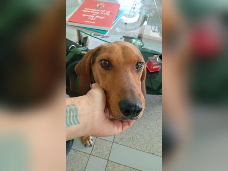 Malou - sanfte Hundedame mit viel Liebe im Gepäck!