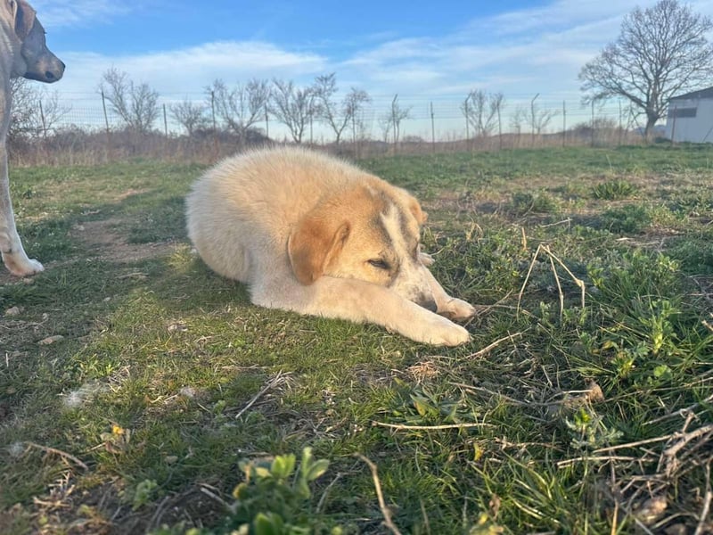 Justin - Ein junger Rüde auf der Suche nach seiner Familie