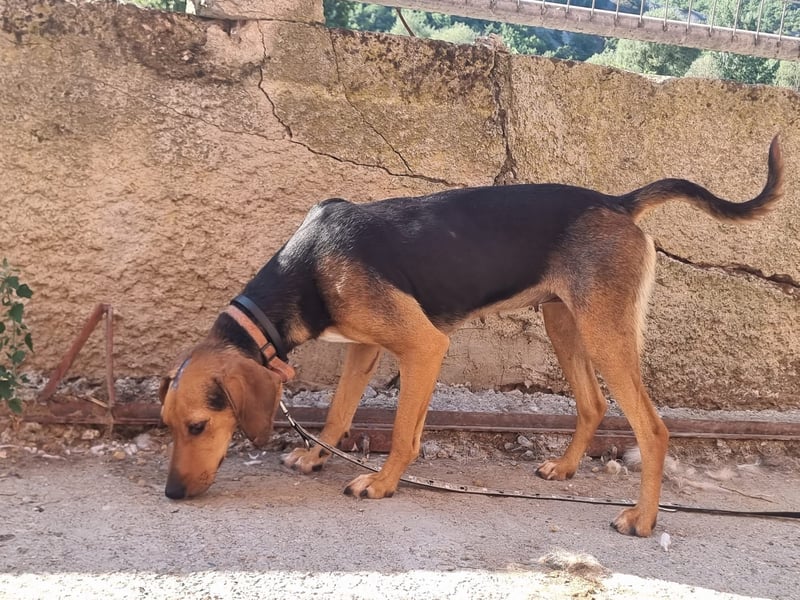 Malou - sanfte Hundedame mit viel Liebe im Gepäck!