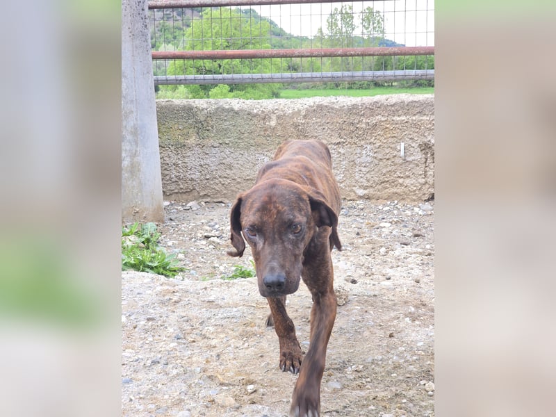 Django – vom Straßenhund zum Hoffnungsträger