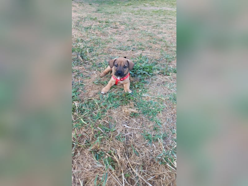 Beany - ein kleines Wunder sucht ihr Glück