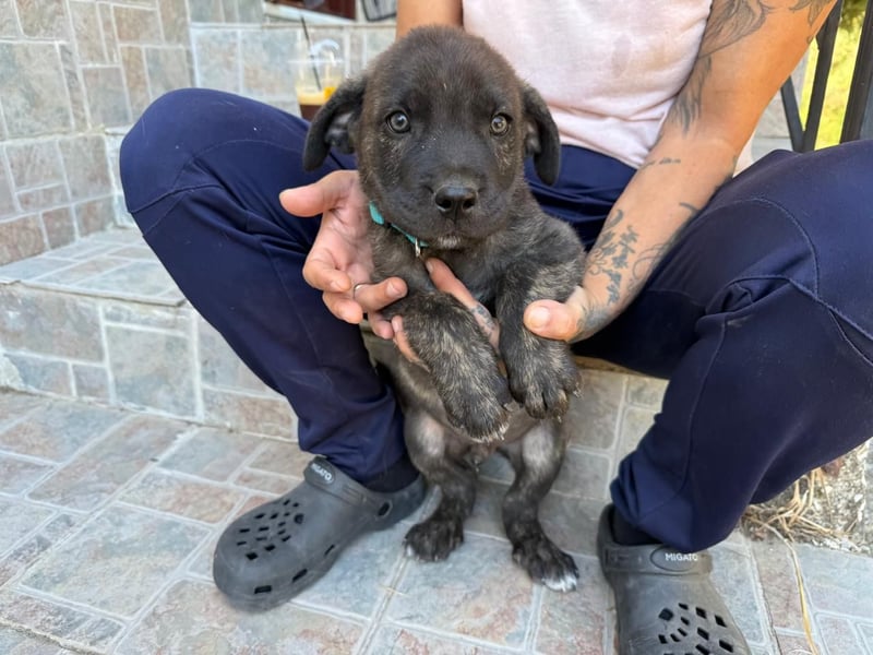 Zuckersüßer Riley sucht Familienanschluss.