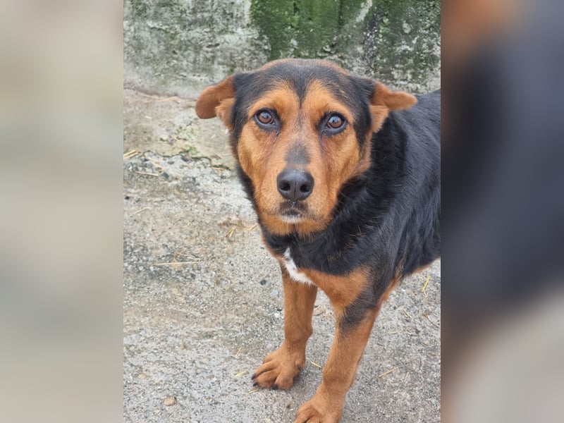 Cora - eine fröhliche Labrador-Seele auf der Suche nach ihrem Zuhause