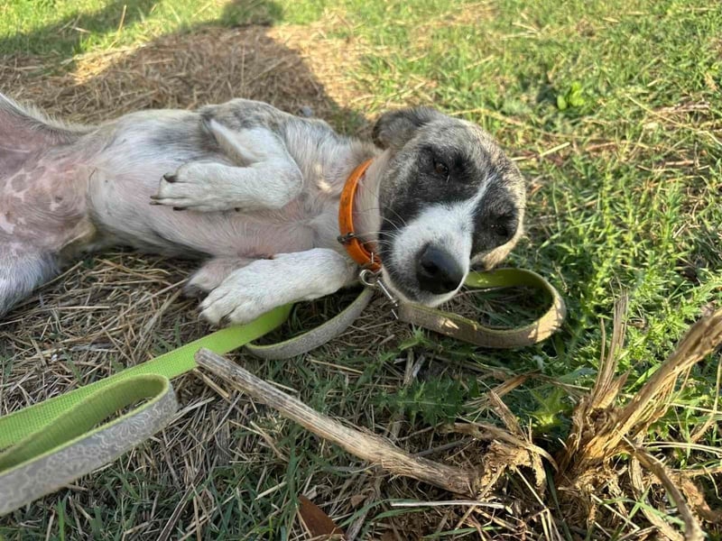 Lili sucht ihr Für-immer-Zuhause!