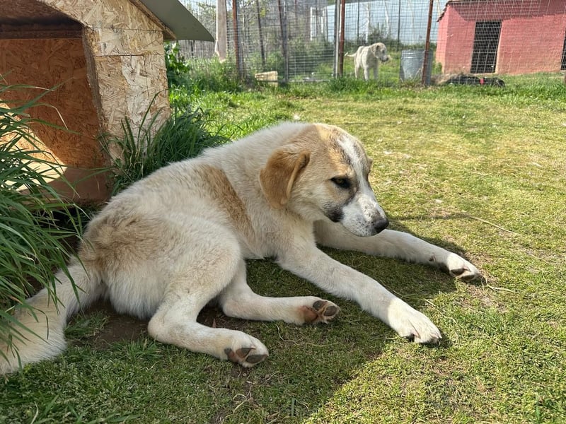Justin - Ein junger Rüde auf der Suche nach seiner Familie