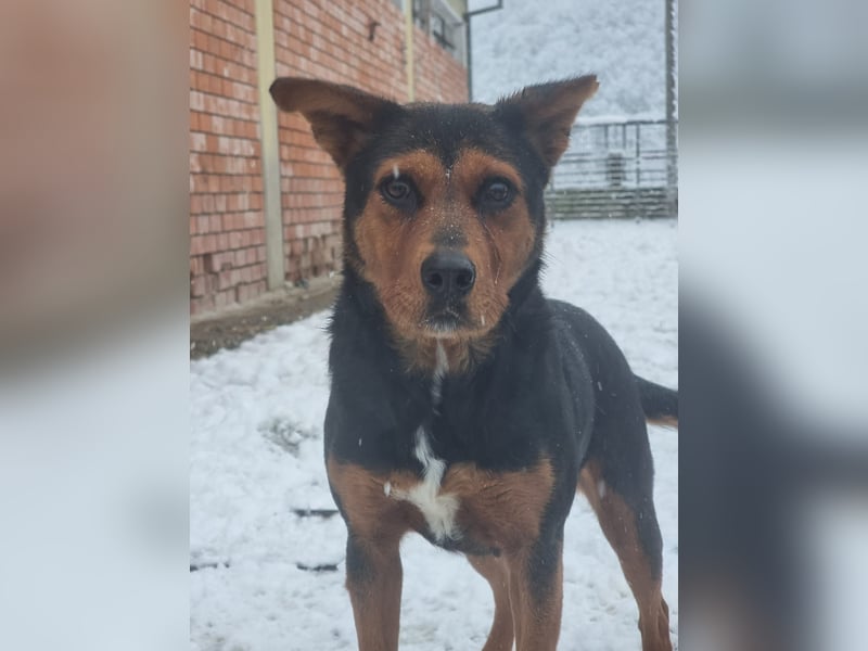 Cora - eine fröhliche Labrador-Seele auf der Suche nach ihrem Zuhause