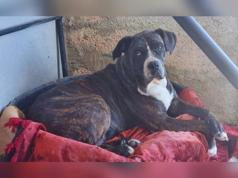 Alma – sanfte Hundeseele sucht ein liebevolles Zuhause für ihren Lebensabend