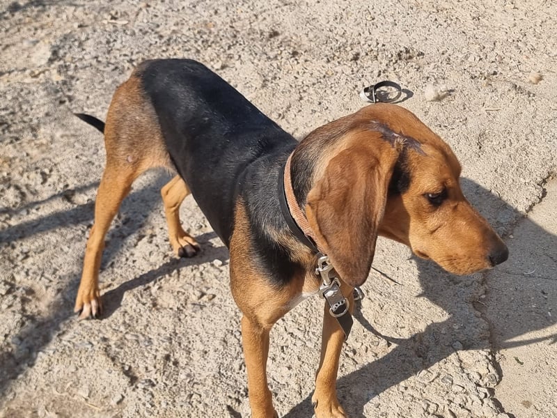 Malou - sanfte Hundedame mit viel Liebe im Gepäck!