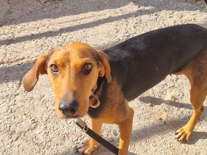 Malou - sanfte Hundedame mit viel Liebe im Gepäck!