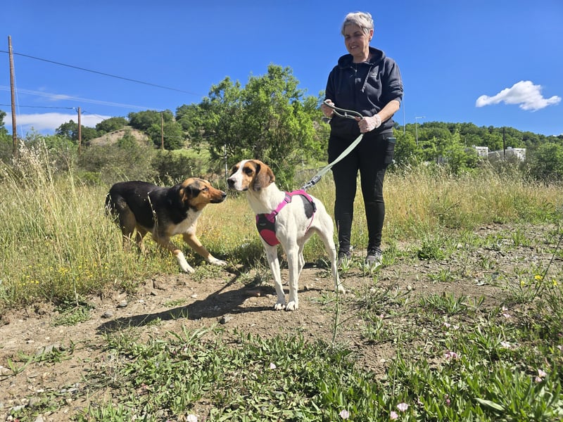 Ellie - mit einem Lächeln auf vier Pfoten