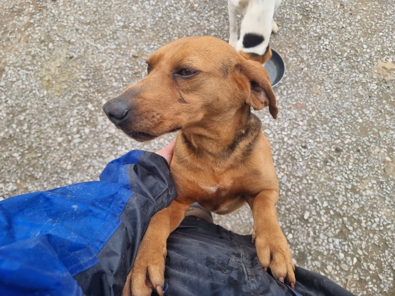 Bambi wartet auf sein Glück