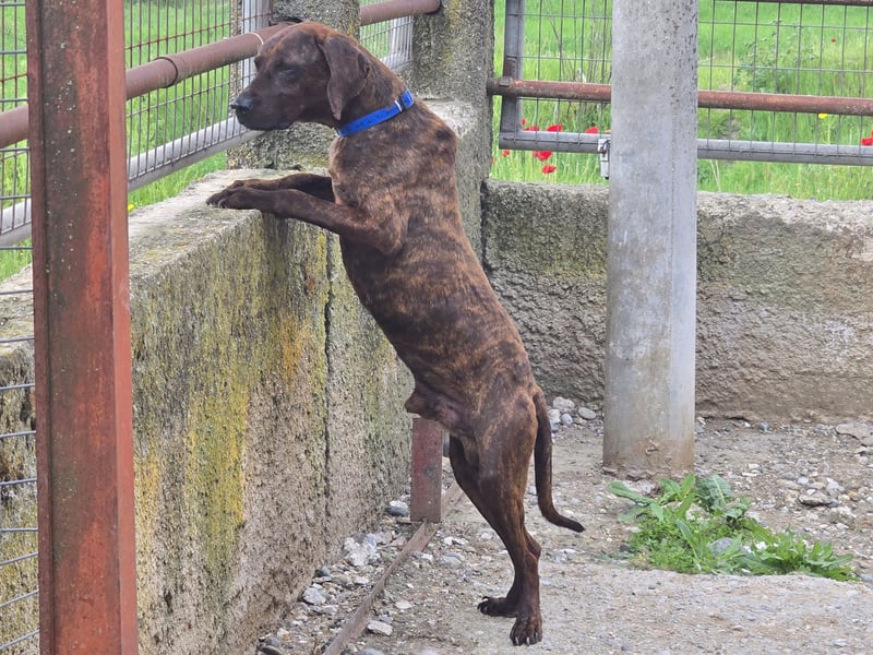 Django – vom Straßenhund zum Hoffnungsträger