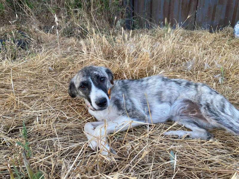 Lili sucht ihr Für-immer-Zuhause!