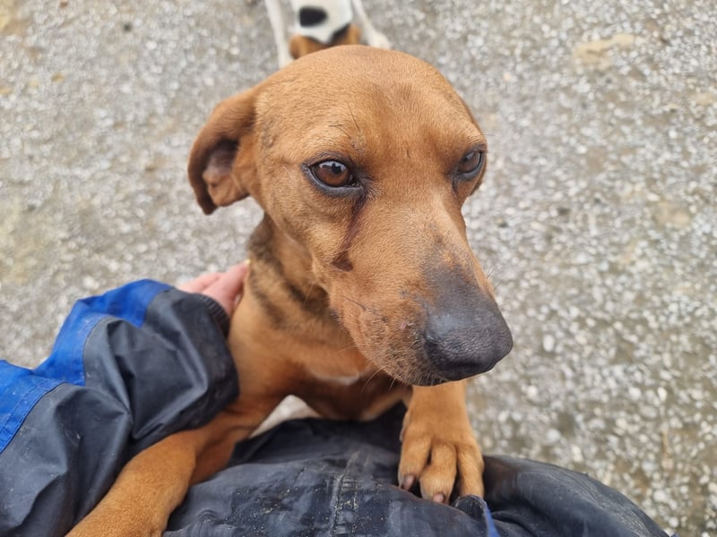 Bambi wartet auf sein Glück