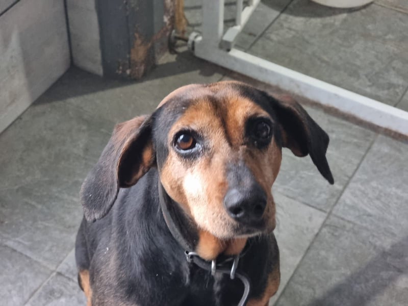 Laika, ein Herz aus Gold, sucht ihren Menschen