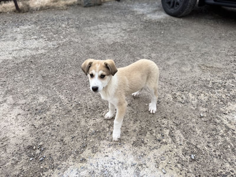 Misty - eine kleine Frohnatur