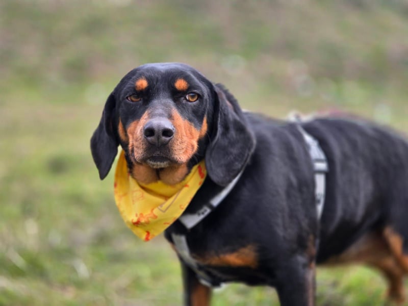 Lisa – wilde Wurzeln, weiches Herz