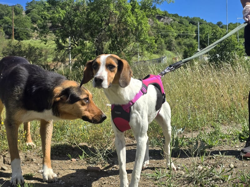 Ellie - mit einem Lächeln auf vier Pfoten