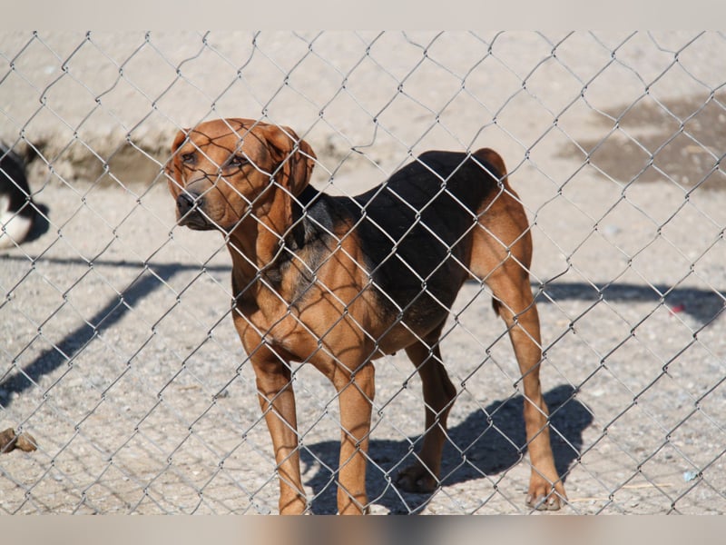 Bambi wartet auf sein Glück