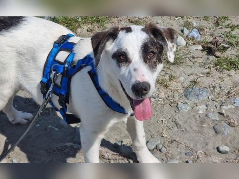 Charlie - ein Goldstück sucht seine Menschen