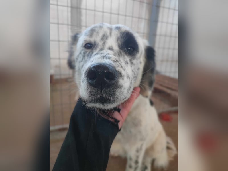 Pippa - wundervolle und zurückhaltende Hündin sucht ein Zuhause