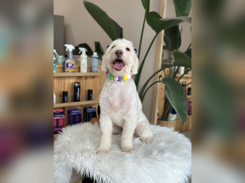 Dobby - ein Hundeherz voller Liebe sucht DICH