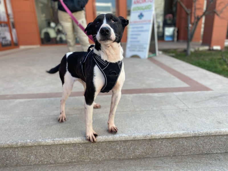 Kuschelprofi mit Abenteuerlust - das ist Jack!