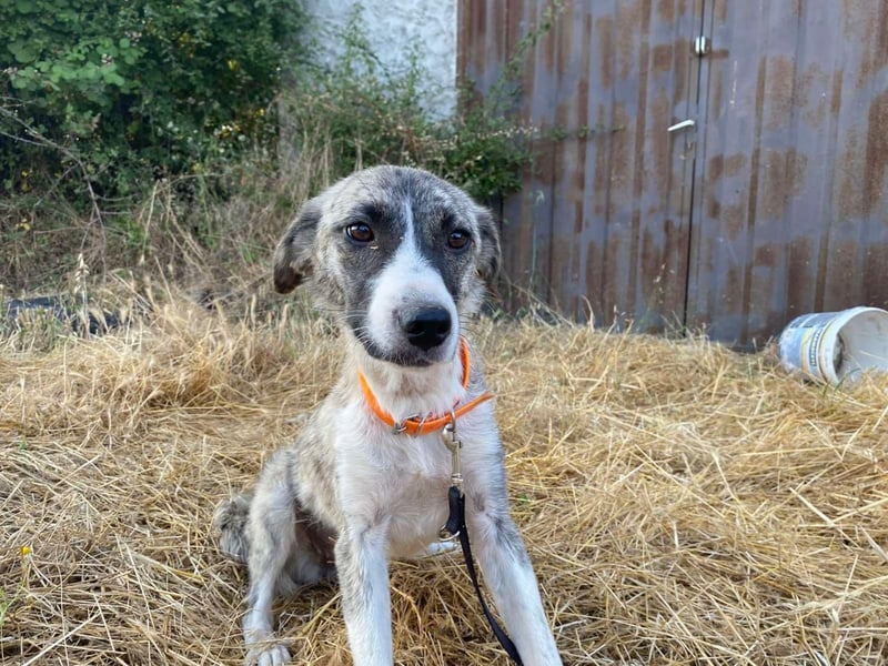 Lili sucht ihr Für-immer-Zuhause!