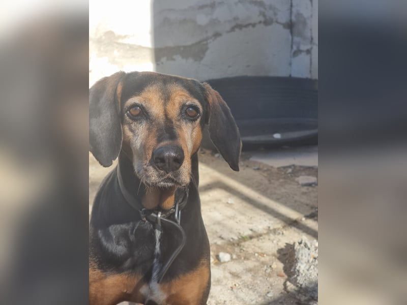 Laika, ein Herz aus Gold, sucht ihren Menschen