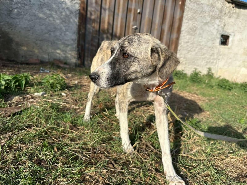 Lili sucht ihr Für-immer-Zuhause!