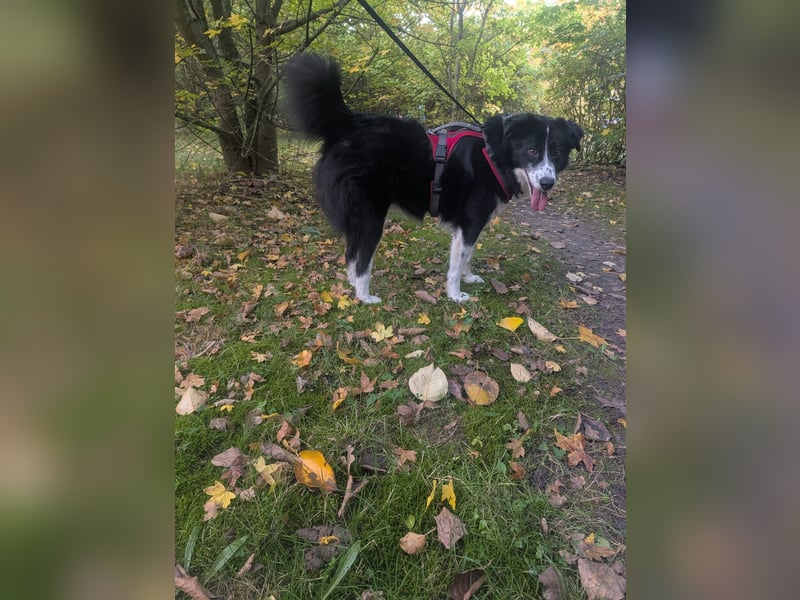 Greta sucht ihr neues Für Immer Zuhause