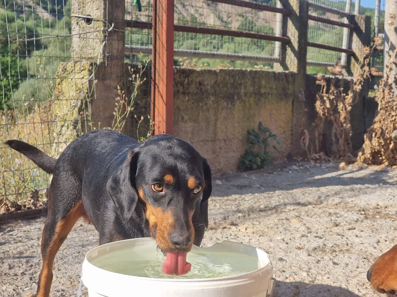 Lisa - liebe kleine Jagdhunddame sucht Dich